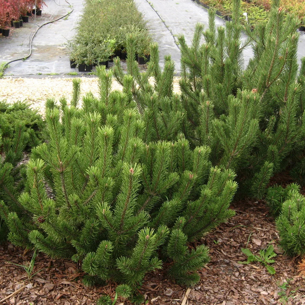 Sosna górska Pinus mugo mughus