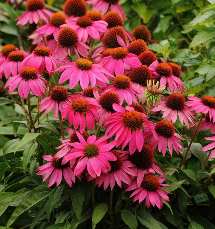 Jeżówka purpurowa Echinacea purpurea 'Pow wow Wild Berry'