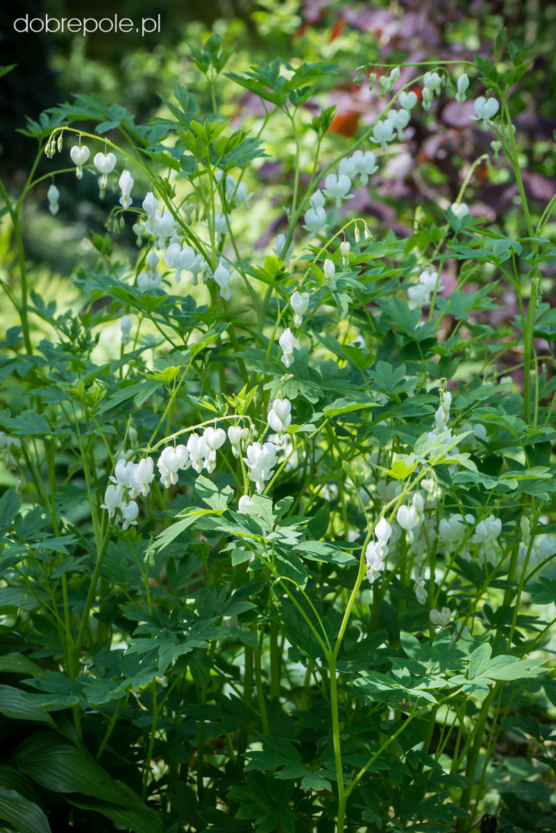 Serduszka okazała Dicentra spectabilis 'Alba'