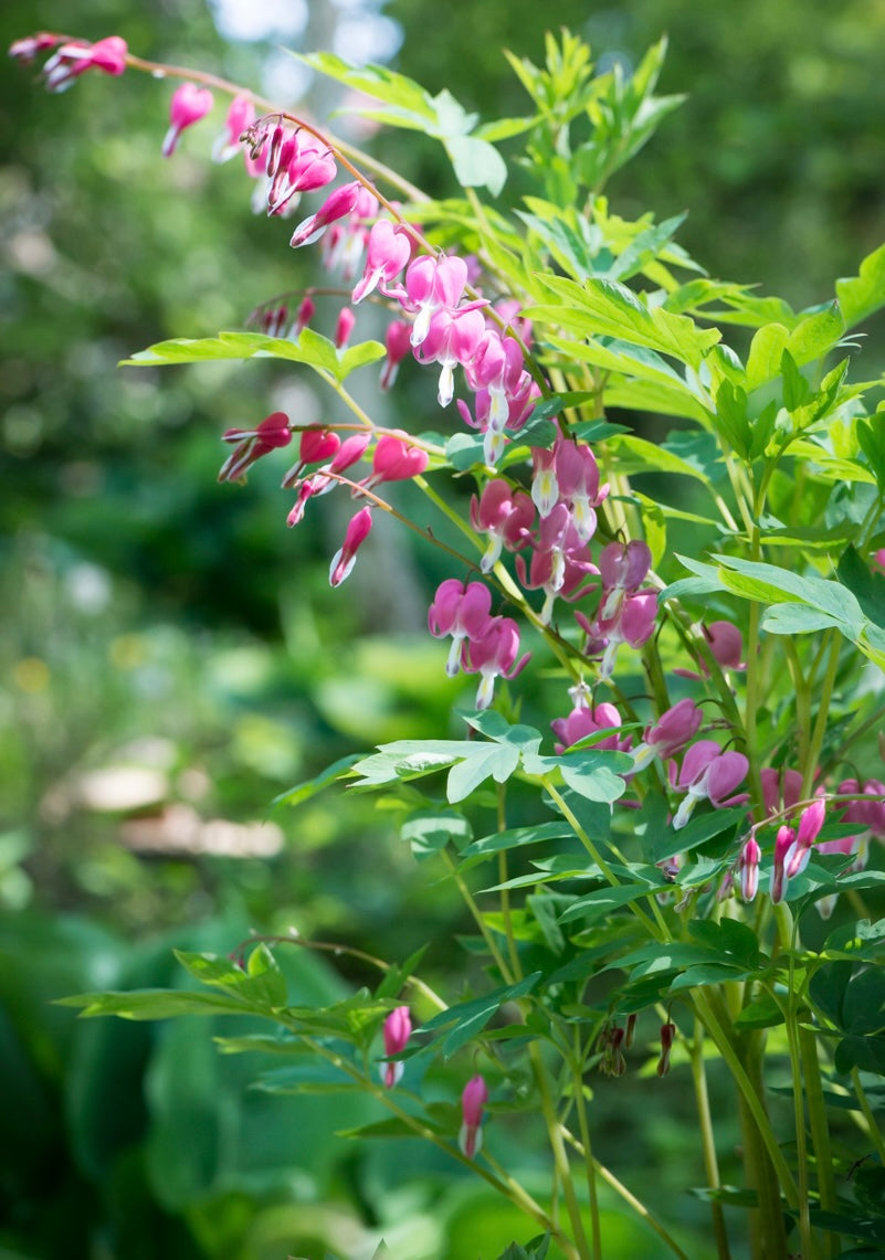 Serduszka okazała Dicentra spectabilis