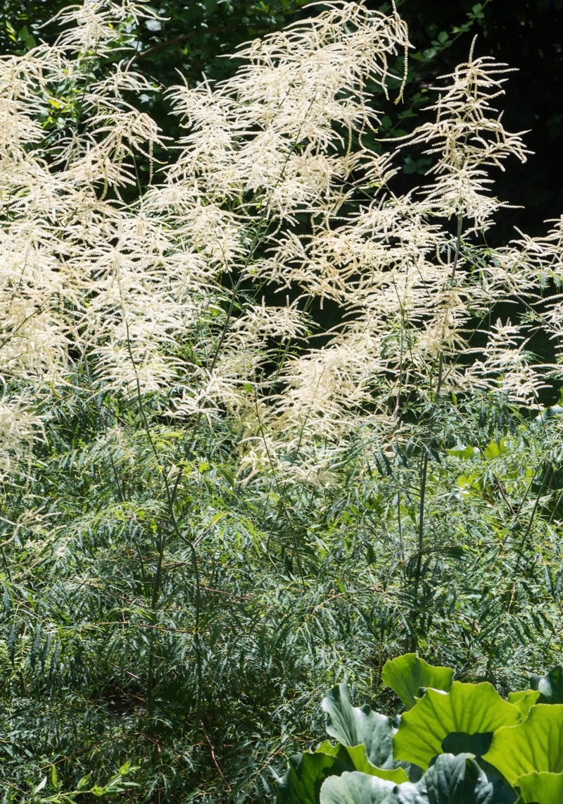 Parzydło leśne Aruncus dioicus 'Kneiffii'