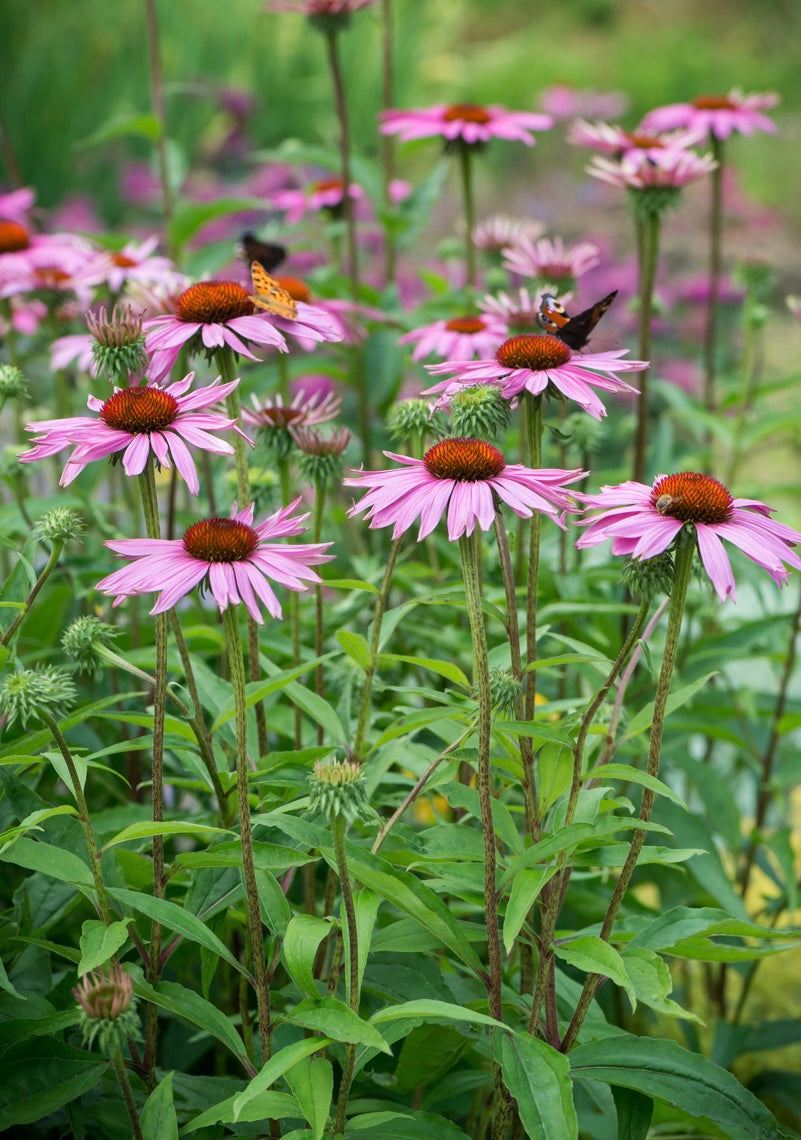 Jeżówka purpurowa Echinacea purpurea 'Rubinstern'