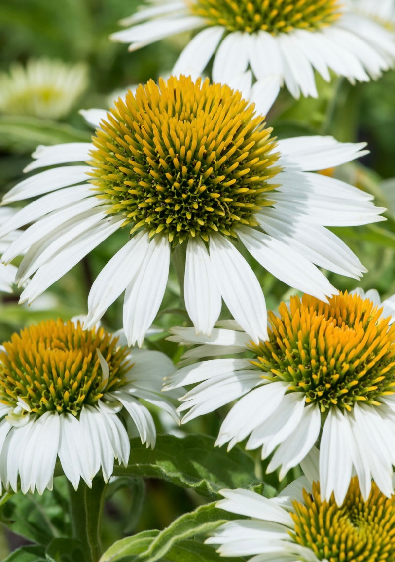 Jeżówka purpurowa Echinacea purpurea 'Prairie Splendor Compact White'