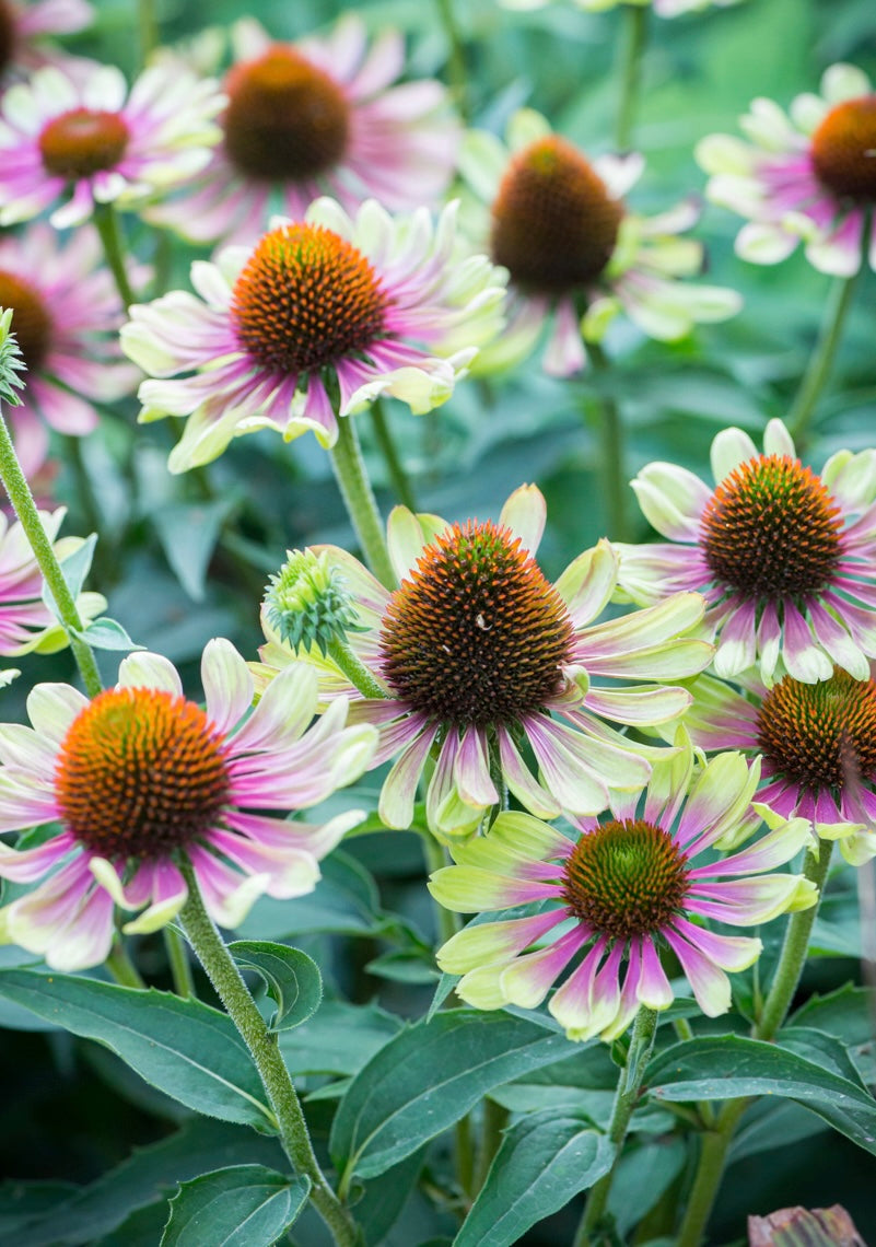 Jeżówka purpurowa 'Green Twister'