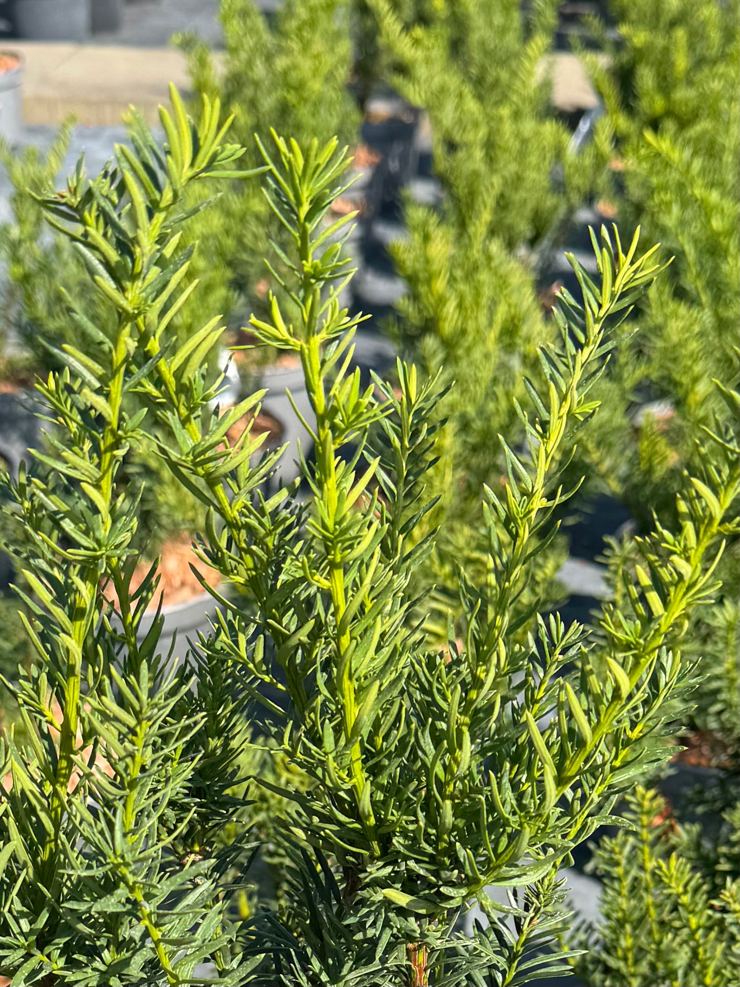 Cis pośredni Taxus x media 'Farmen'