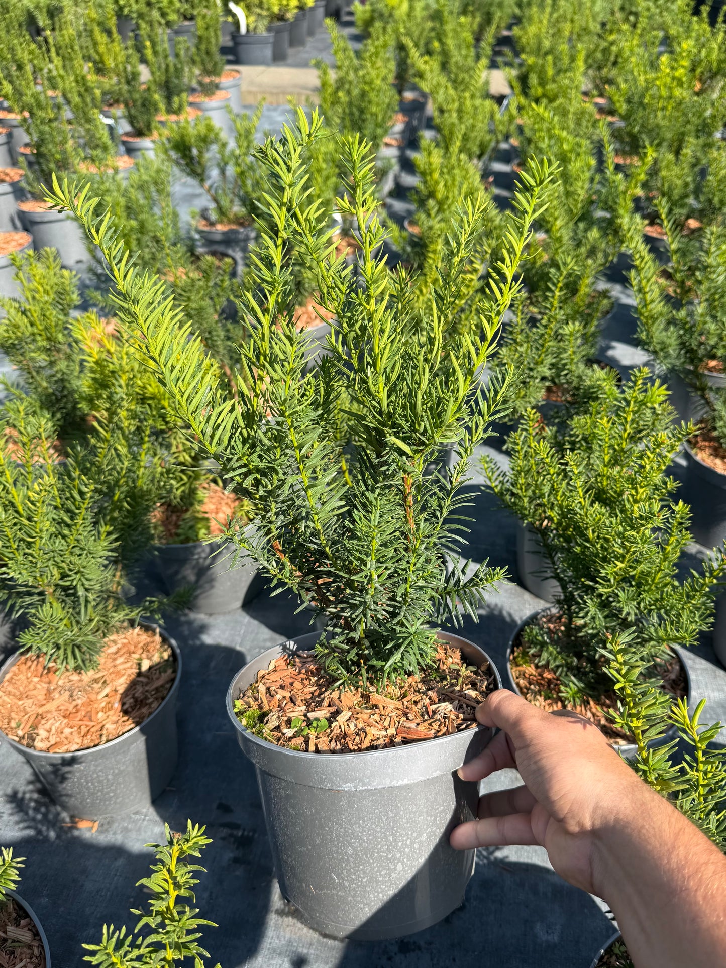 Cis pośredni Taxus x media 'Farmen'