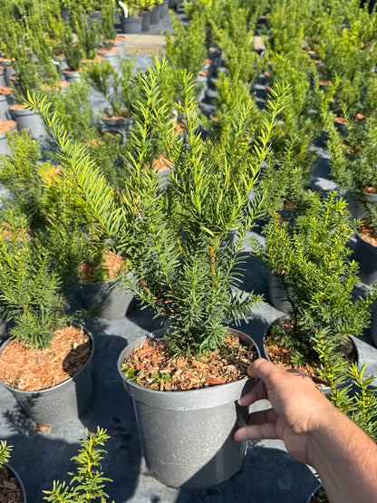 Cis pośredni Taxus x media 'Farmen'