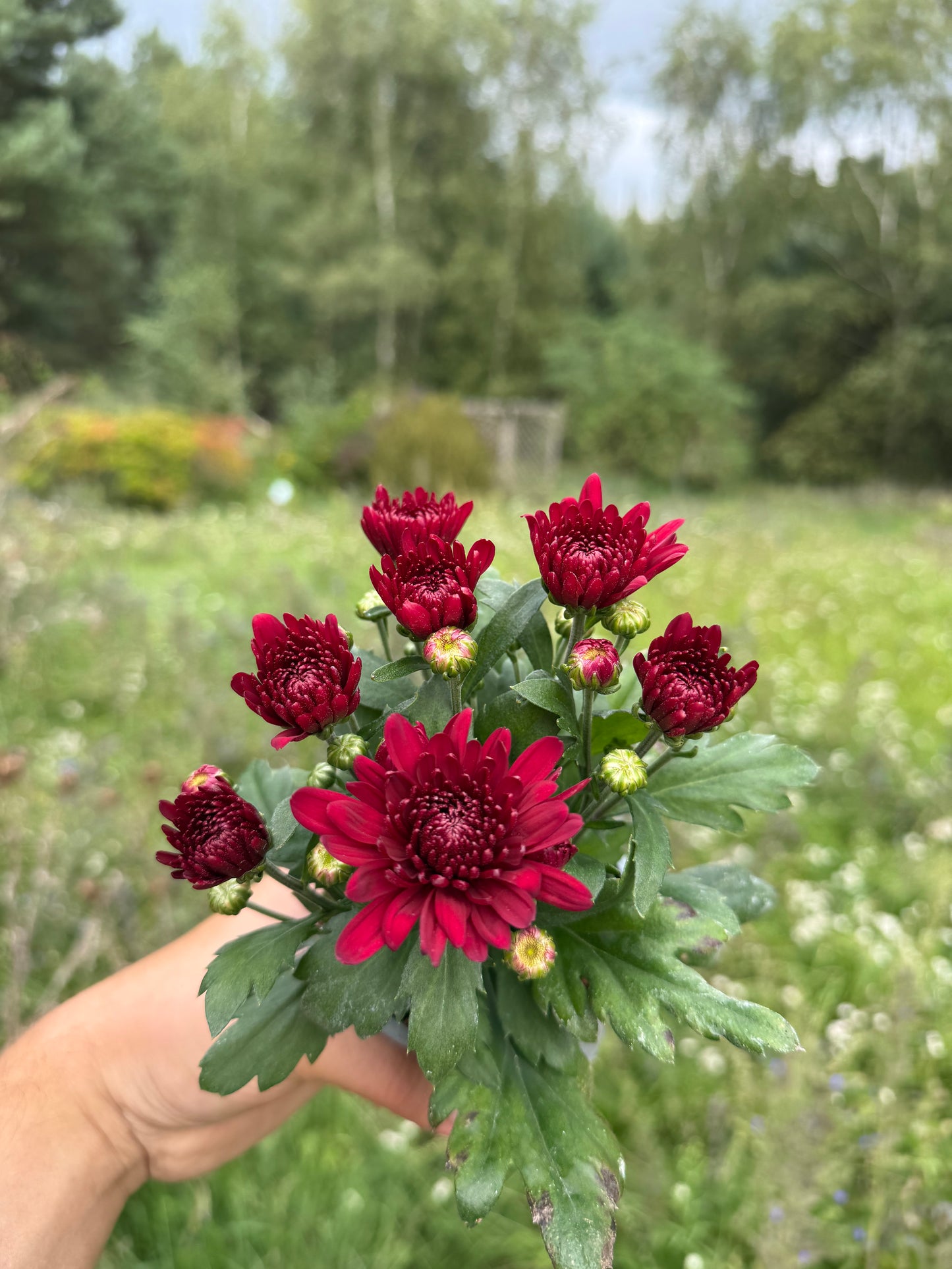 Chryzantema średniokwiatowa Chrysanthemum
