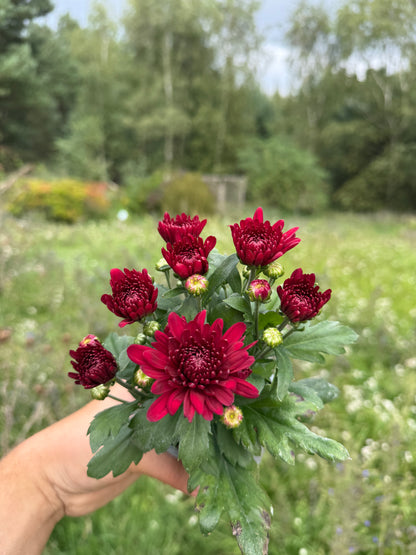 Chryzantema średniokwiatowa Chrysanthemum