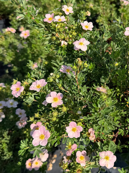 Pięciornik krzewiasty Potentilla fruticosa 'Beauty Queen'