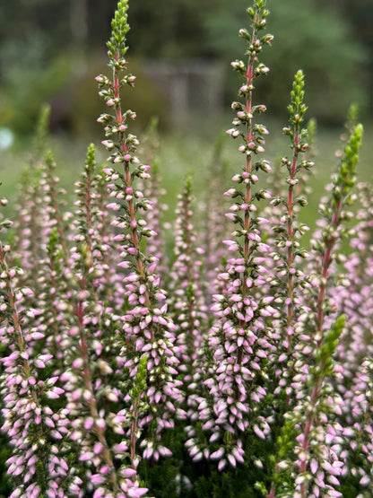 Wrzos pospolity Calluna vulgaris 'Michelle'
