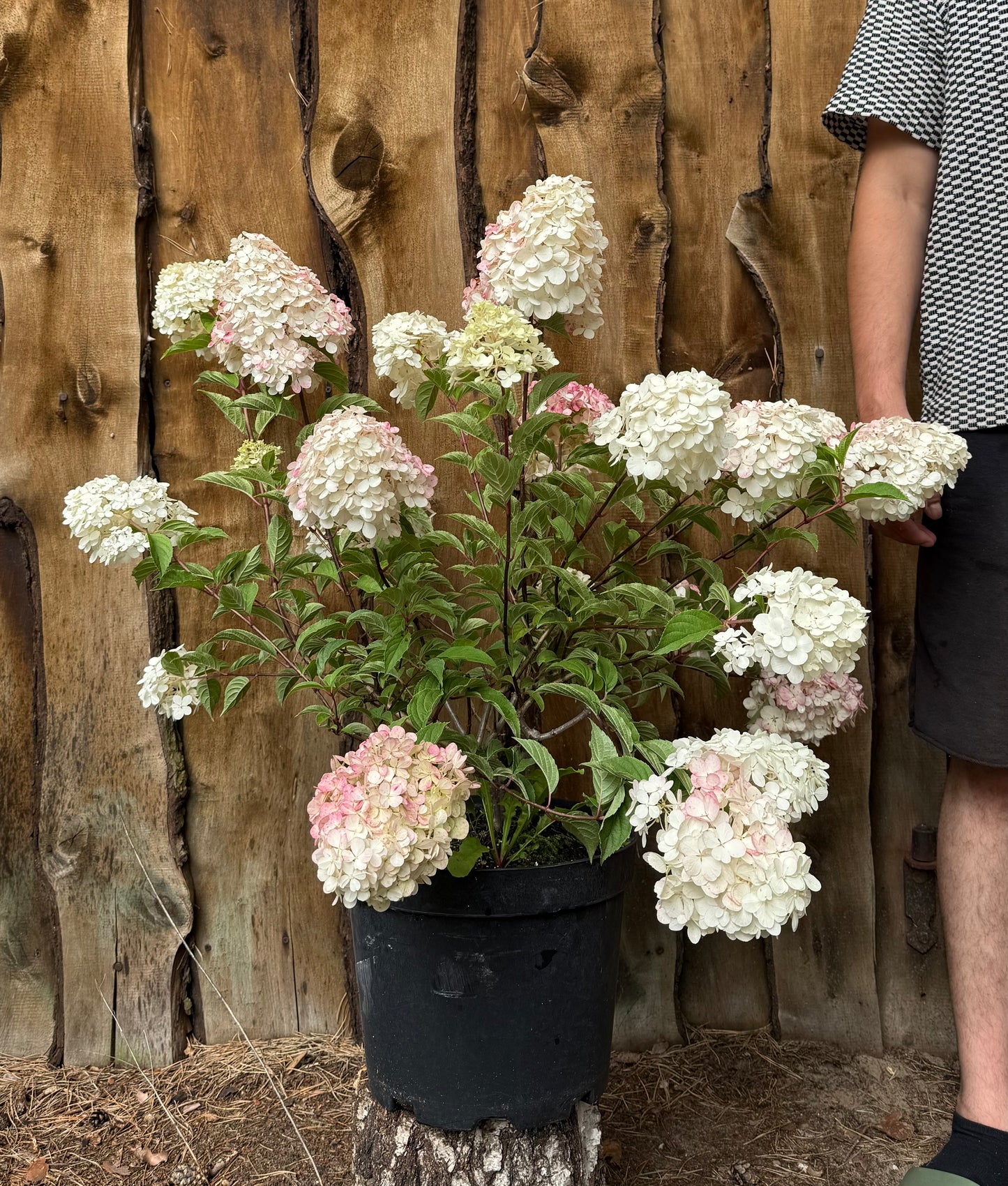 Hortensja bukietowa Hydrangea Panikulata 'Vanilla Fraise'