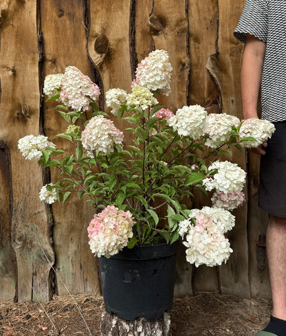Hortensja bukietowa Hydrangea Panikulata 'Vanilla Fraise'