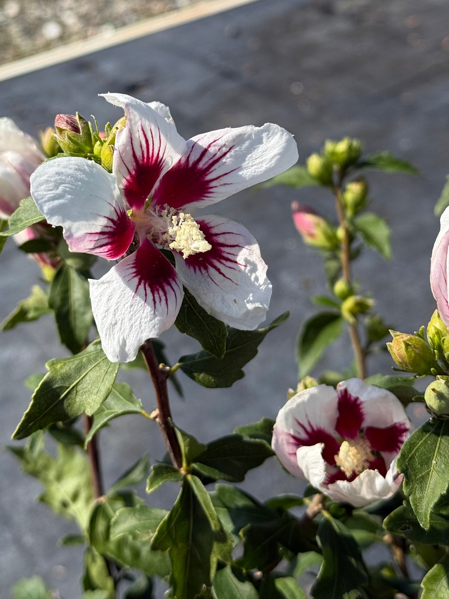 Ketmia syryjska Hibiscus syriacus 'Little Legends White'
