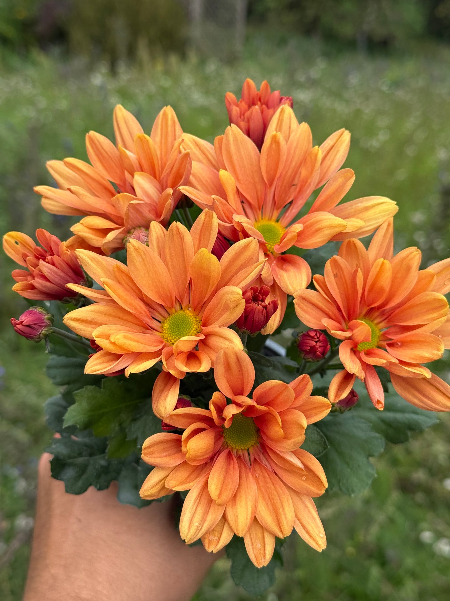 Chryzantema średniokwiatowa Chrysanthemum 'Jackson Bronze'