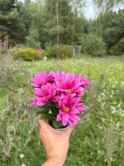 Chryzantema średniokwiatowa Chrysanthemum 'Jackson Purple'