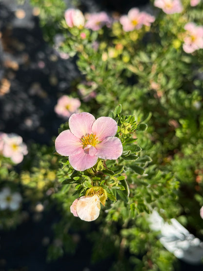 Pięciornik krzewiasty Potentilla fruticosa 'Beauty Queen'