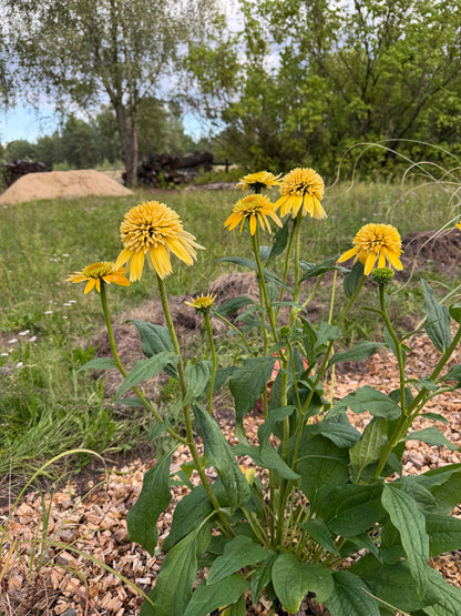 Jeżówka Echinacea 'Eccentric Yellow'