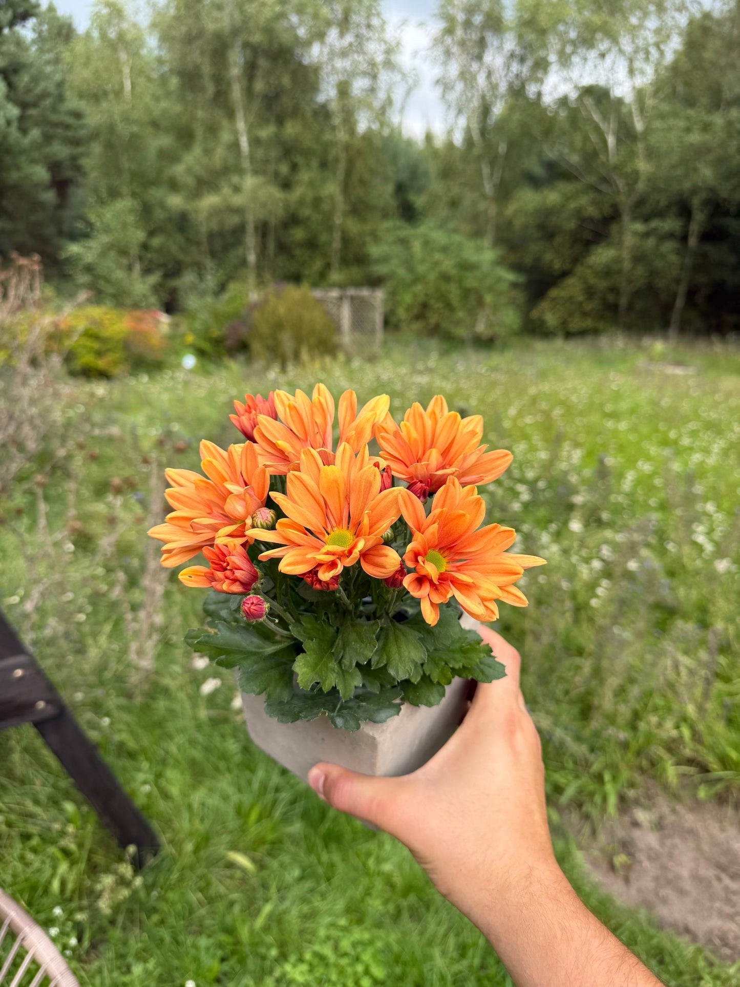 Chryzantema średniokwiatowa Chrysanthemum 'Jackson Bronze'