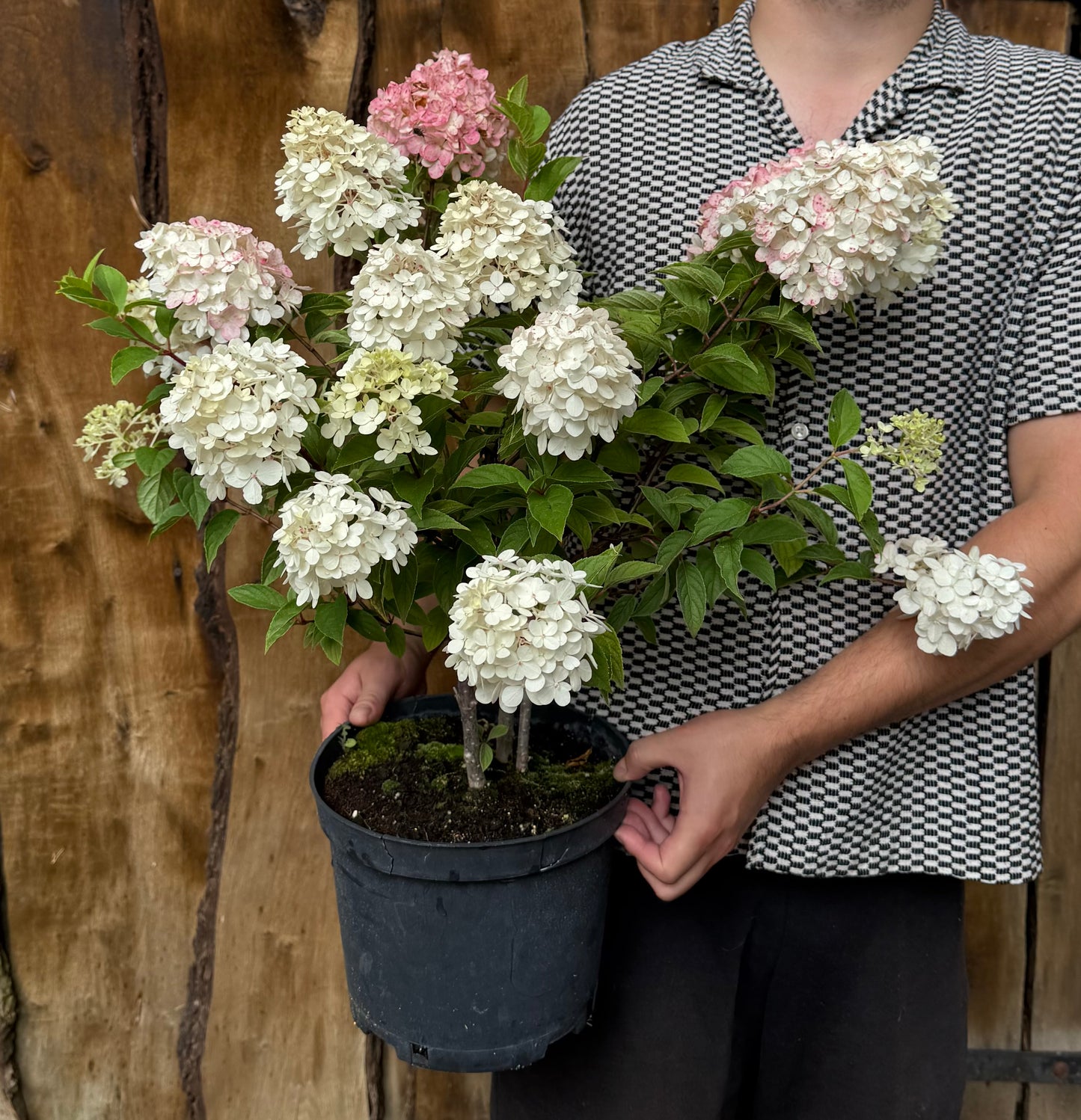 Hortensja bukietowa Hydrangea Panikulata 'Vanilla Fraise'