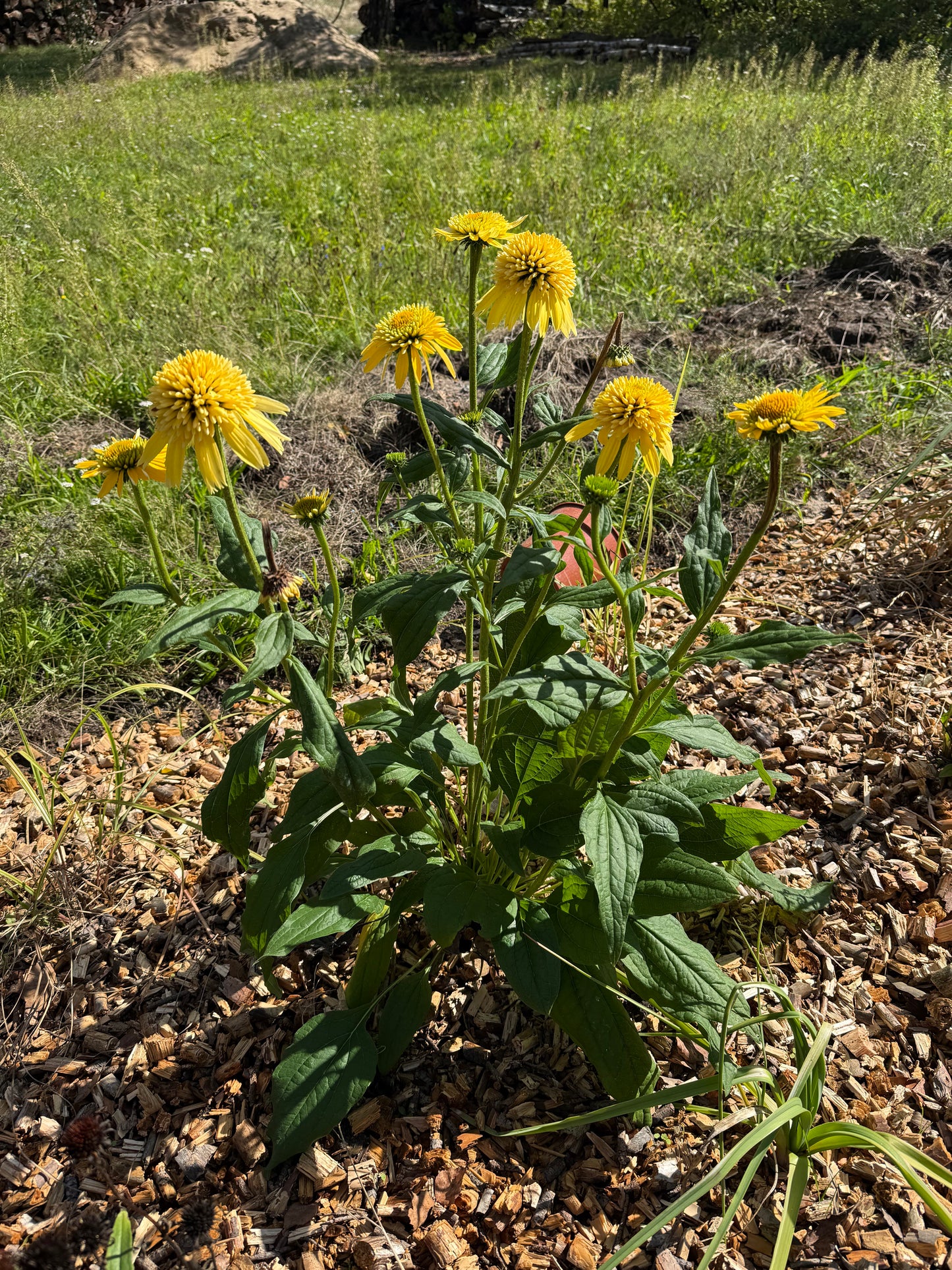 Jeżówka Echinacea 'Eccentric Yellow'