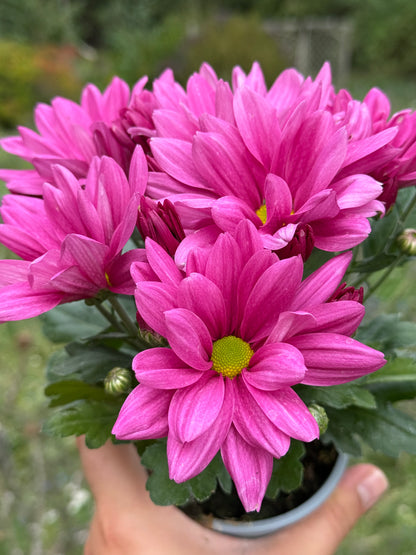 Chryzantema średniokwiatowa Chrysanthemum 'Jackson Purple'