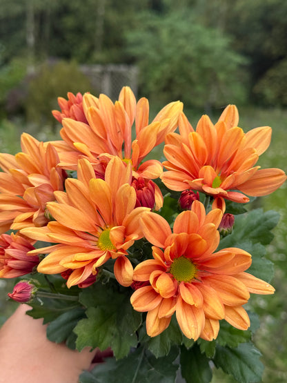 Chryzantema średniokwiatowa Chrysanthemum 'Jackson Bronze'