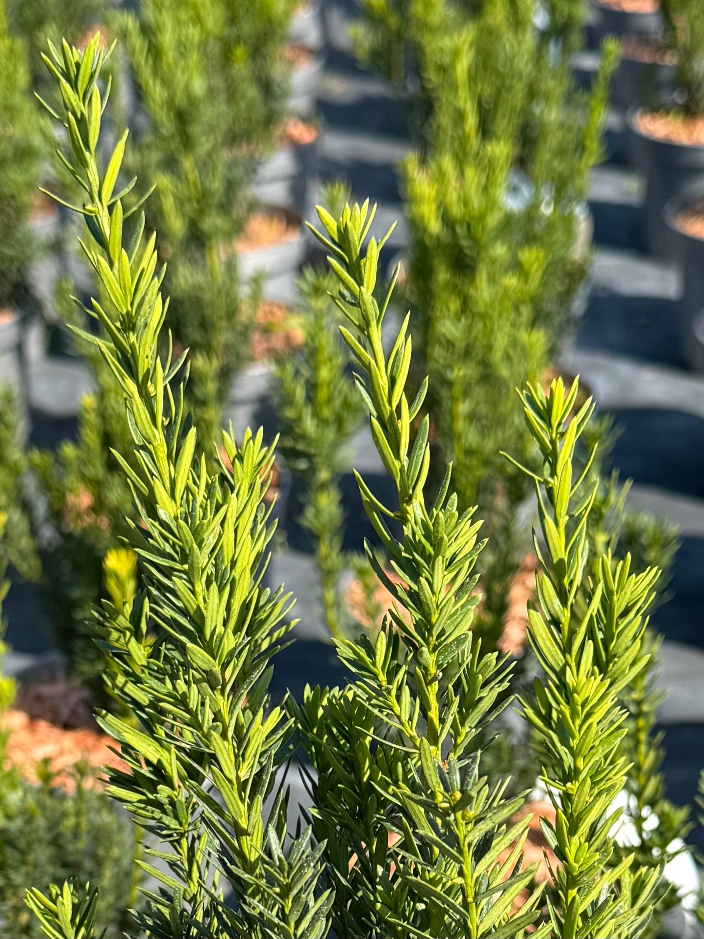 Cis pośredni Taxus x media 'Hilli'