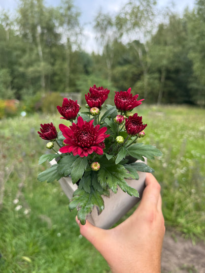 Chryzantema średniokwiatowa Chrysanthemum