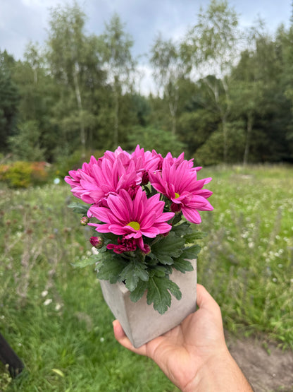 Chryzantema średniokwiatowa Chrysanthemum 'Jackson Purple'