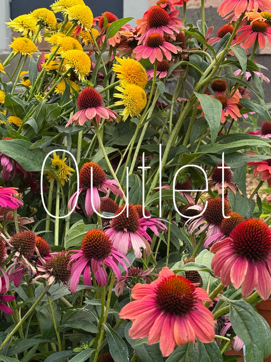 Rośliny na stanowisko słoneczne