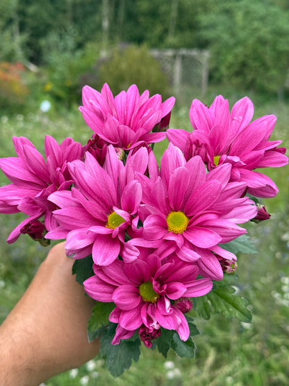 Chryzantema średniokwiatowa Chrysanthemum 'Jackson Purple'