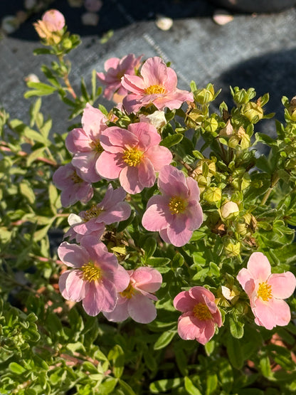 Pięciornik krzewiasty Potentilla fruticosa 'Rosa'