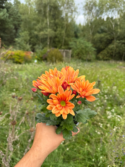 Chryzantema średniokwiatowa Chrysanthemum 'Jackson Bronze'