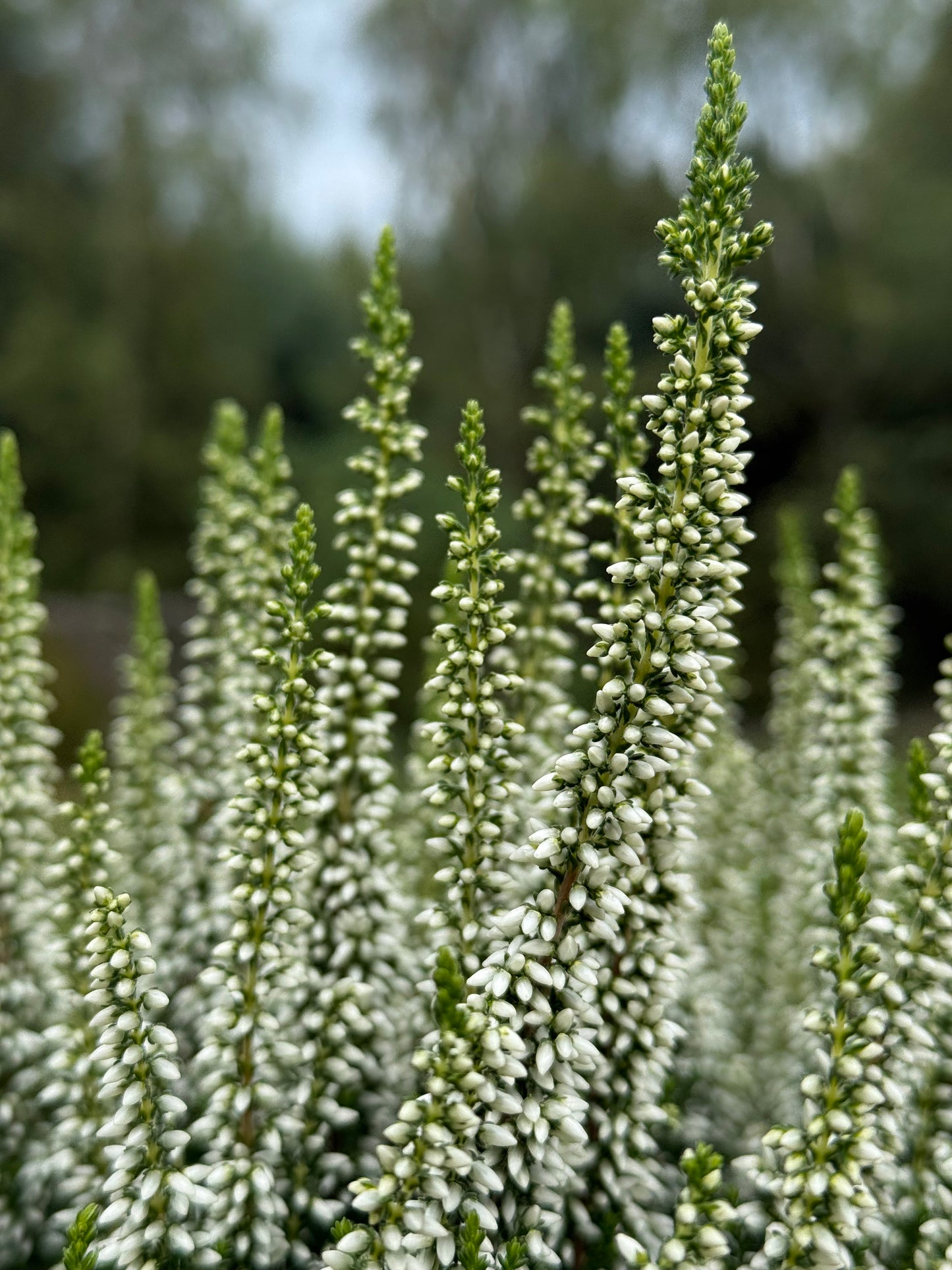 Wrzos pospolity Calluna vulgaris 'Verenka'