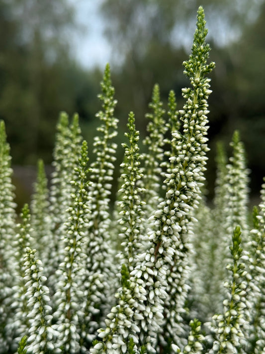 Wrzos pospolity Calluna vulgaris 'Verenka'