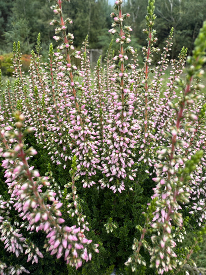 Wrzos pospolity Calluna vulgaris 'Michelle'