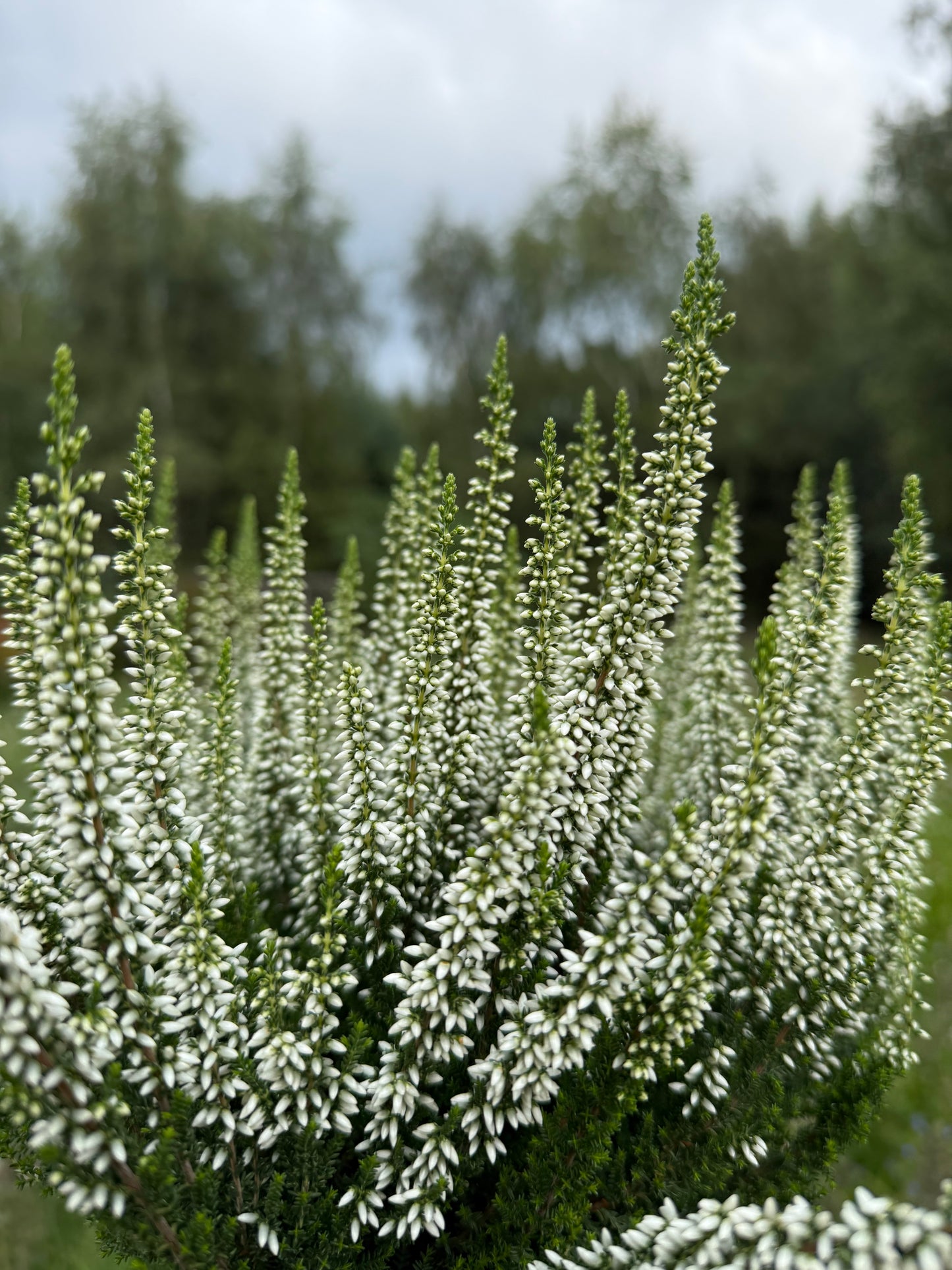 Wrzos pospolity Calluna vulgaris 'Verenka'