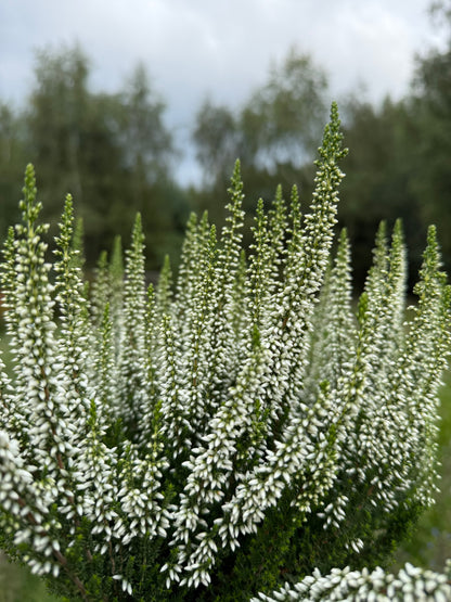 Wrzos pospolity Calluna vulgaris 'Verenka'