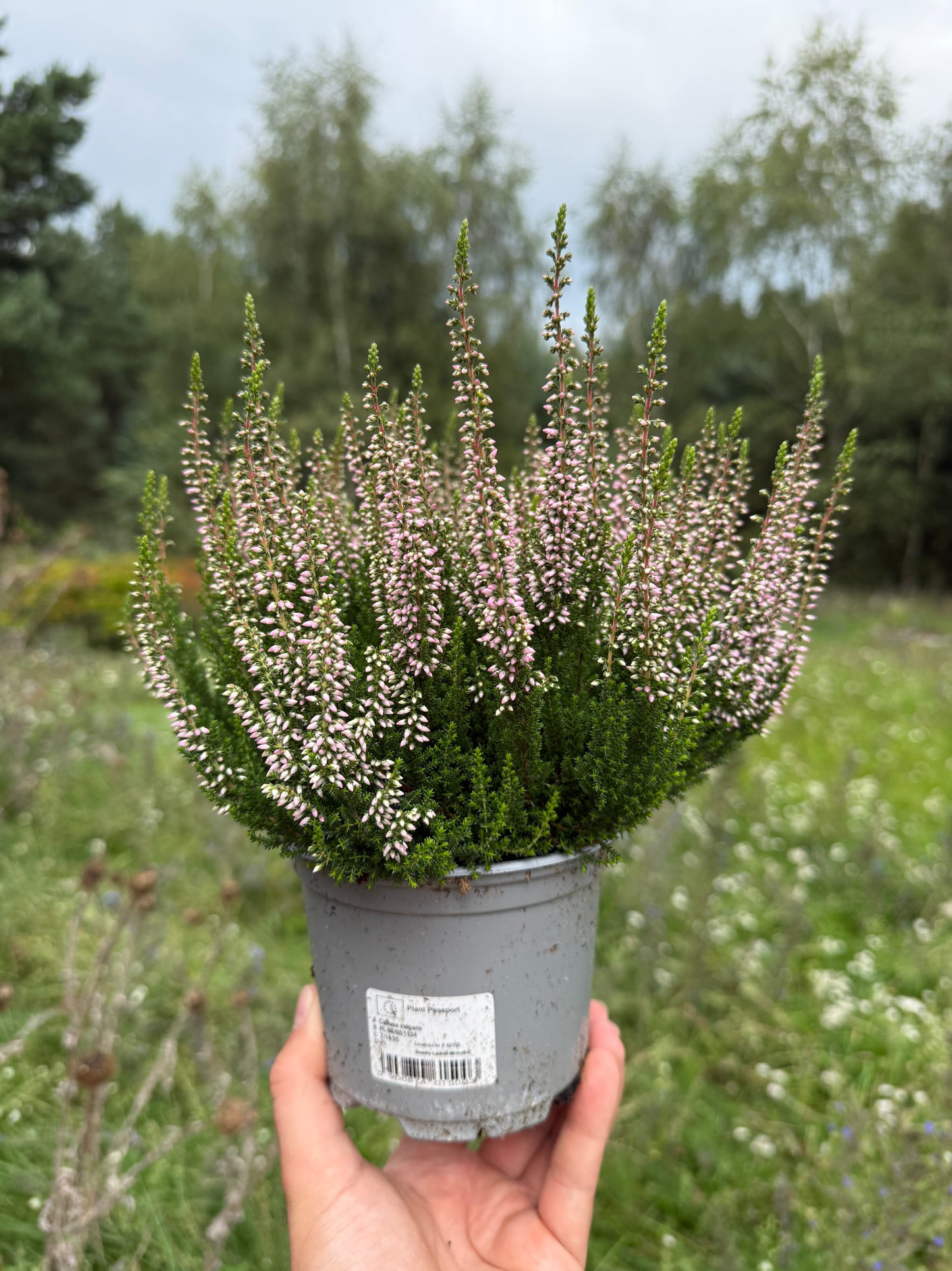 Wrzos pospolity Calluna vulgaris 'Michelle'