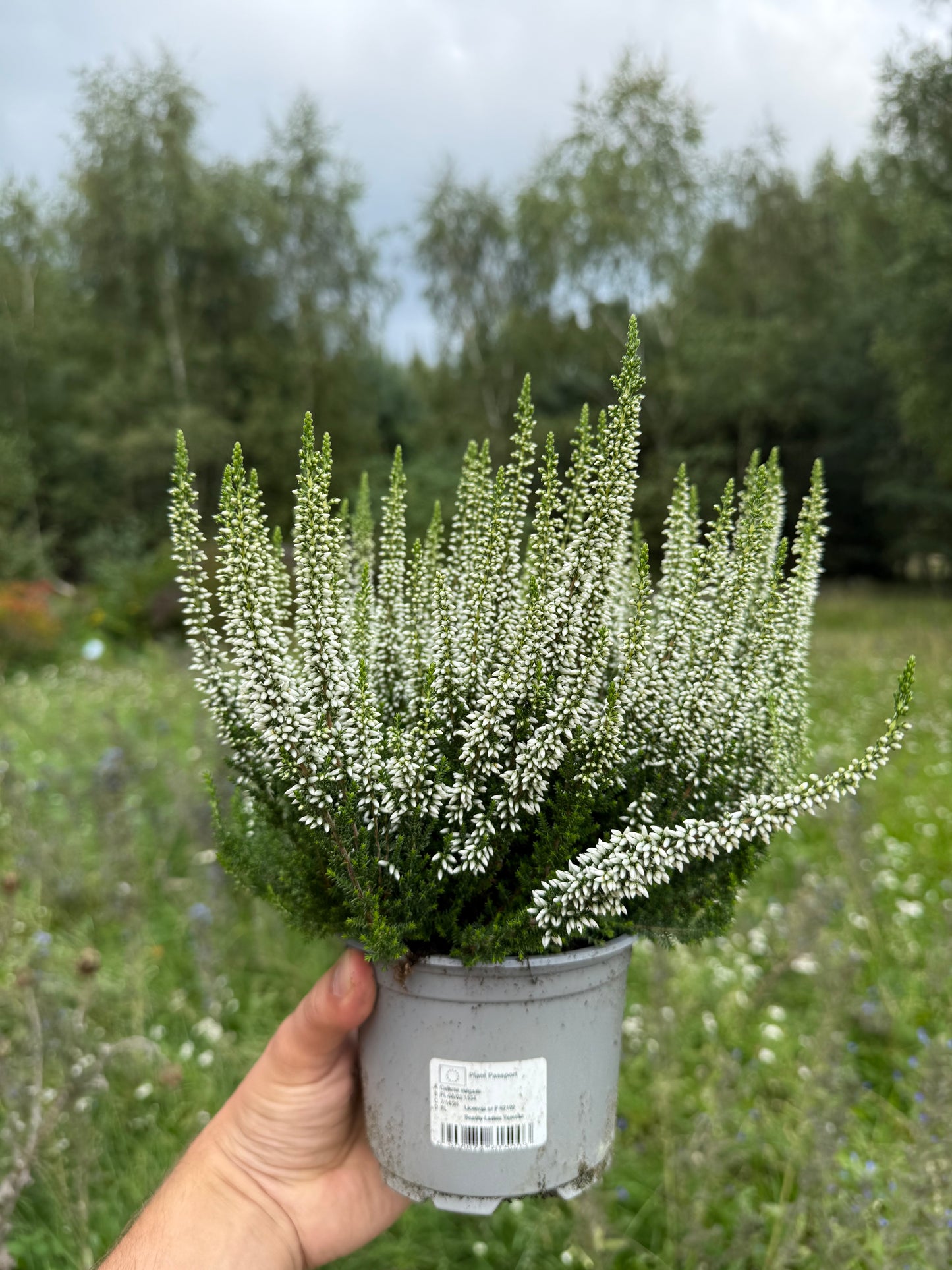 Wrzos pospolity Calluna vulgaris 'Verenka'