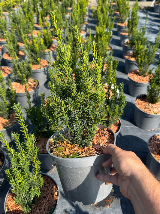 Cis pośredni Taxus x media 'Hilli'