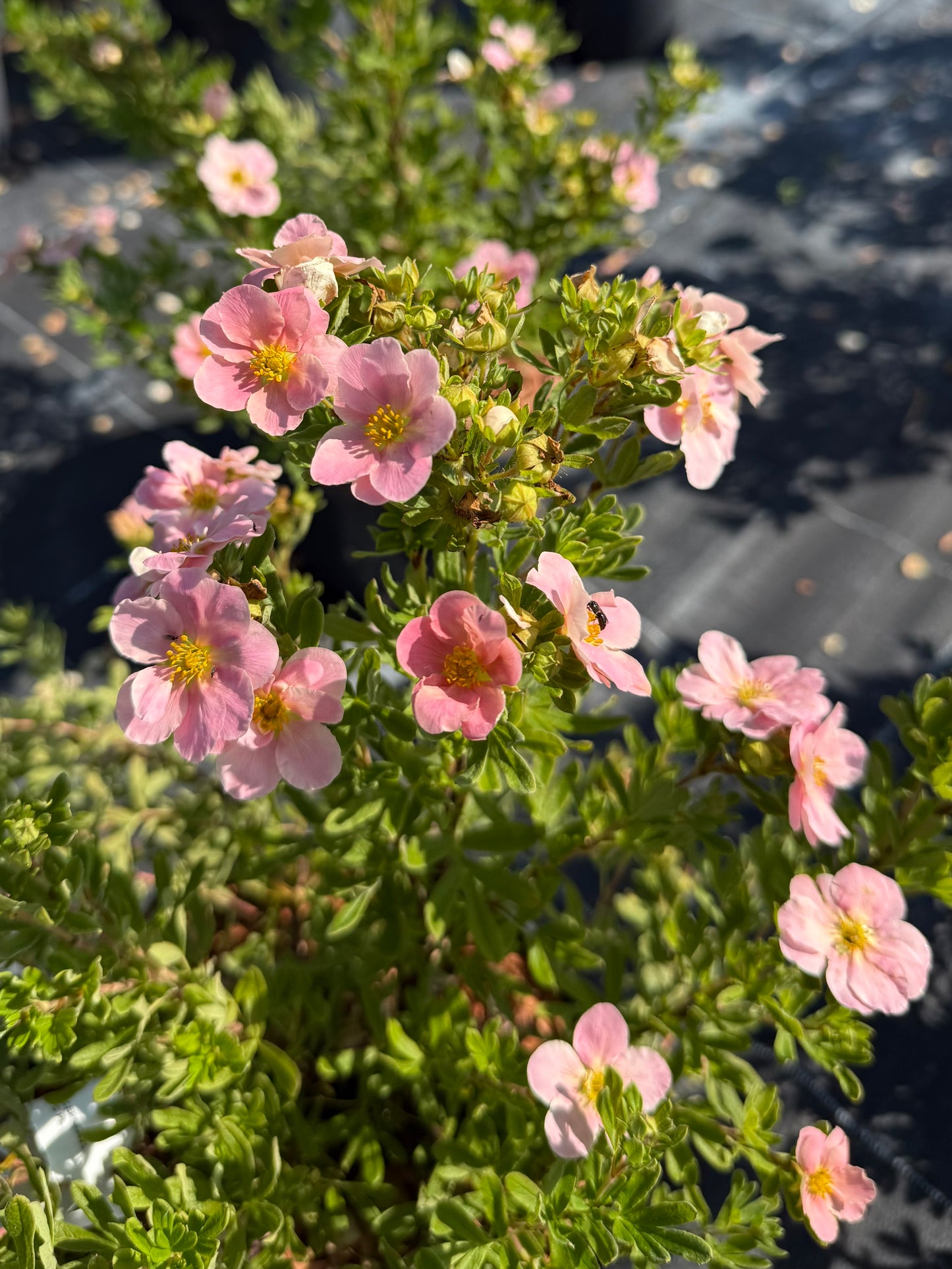 Pięciornik krzewiasty Potentilla fruticosa 'Rosa'