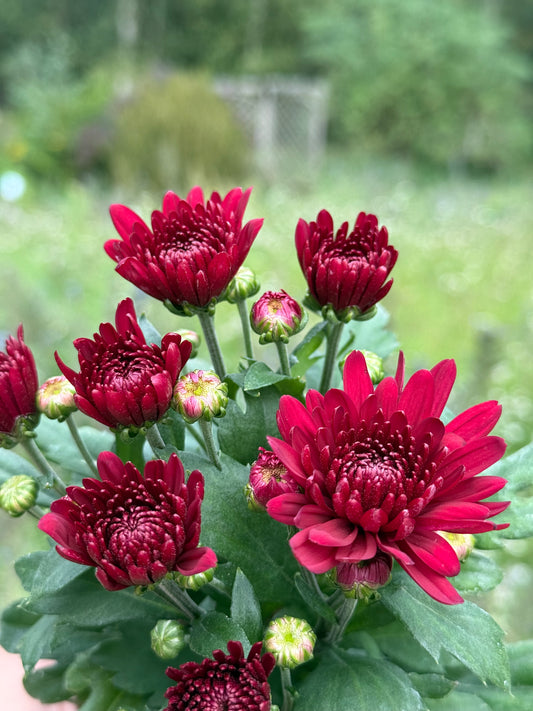 Chryzantema średniokwiatowa Chrysanthemum