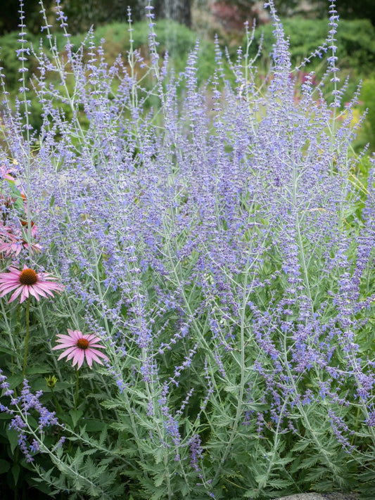 Perowskia łobodolistna Perovskia atriplicifolia 'Russian Sage'