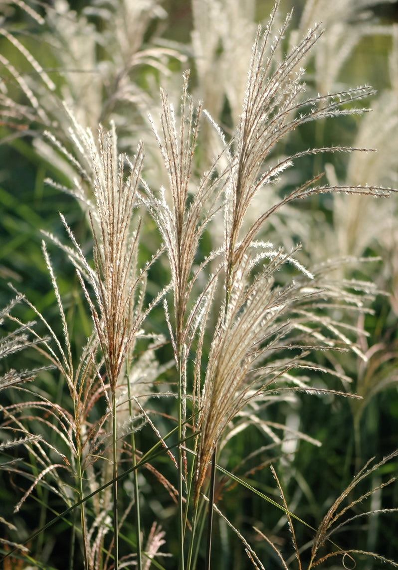 Miskant chiński Miscanthus sinensis 'Graziella'