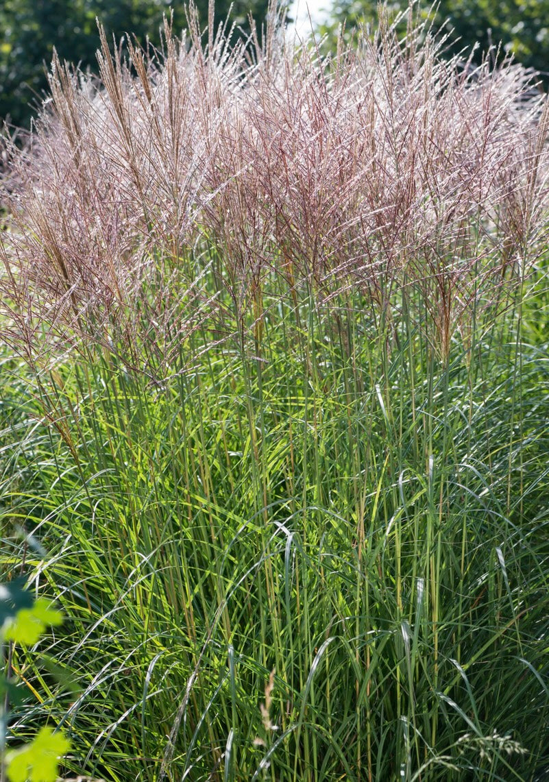 Miskant chiński Miscanthus sinensis 'Graziella'