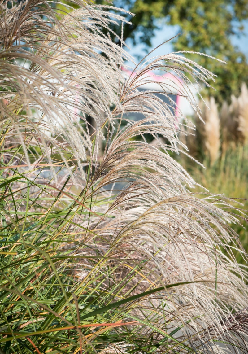 Miskant chiński Miscanthus sinensis 'Graziella'