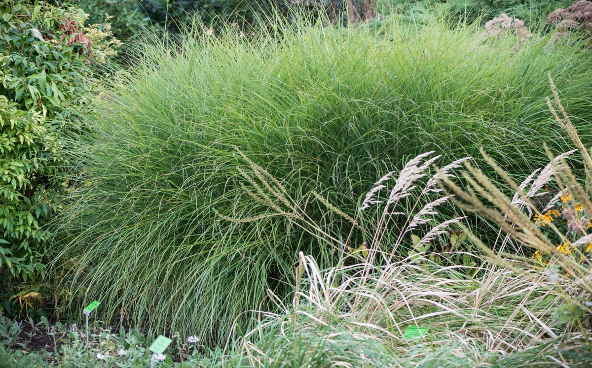 Miskant chiński Miscanthus sinensis 'Graziella'