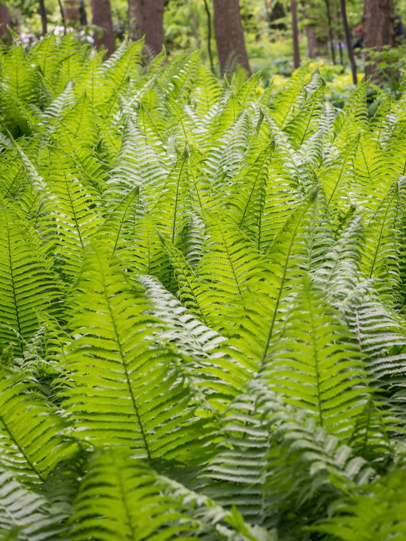 Pióropusznik strusi Matteucia struthiopteris